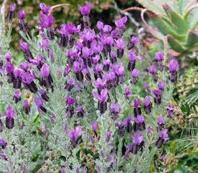 Garten-Schopf-Lavendel