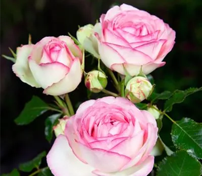 Strauchrose 'Eden Rose '85'®