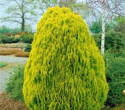 Gelber Zwerg-Lebensbaum 'Aurea Nana'