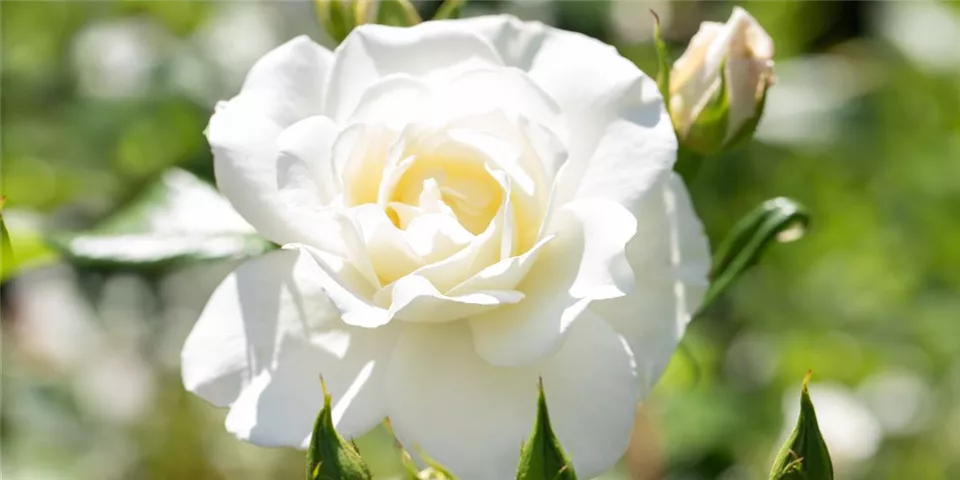 Edelrose mit weißer Blüte