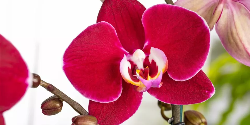 Phalaenopsis 'Debora'