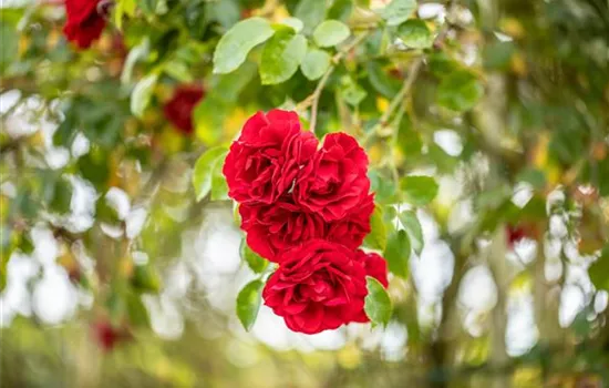 Einen Rosengarten gestalten – Hübsche Blüten überall