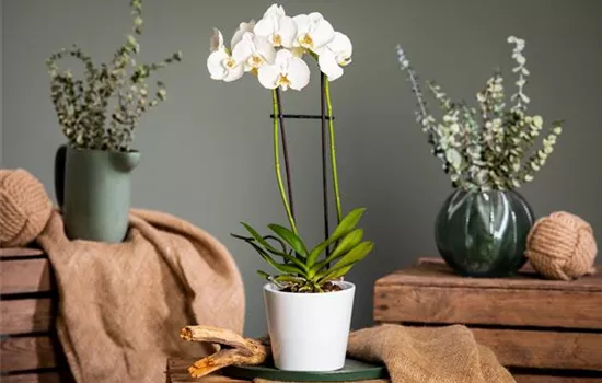 Orchideen pflegen für ein gesundes Wachstum 