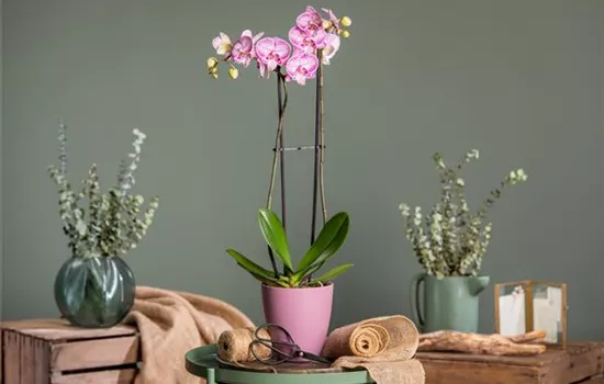 Orchideen schneiden und für gesunde Pflanzen sorgen
