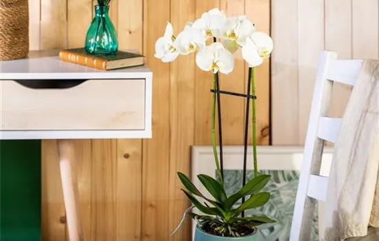 Tipps für eine traumhafte Raumgestaltung mit Orchideen