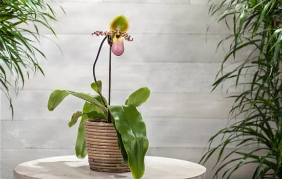 Wirksam gegen Krankheiten und Schädlinge bei Orchideen