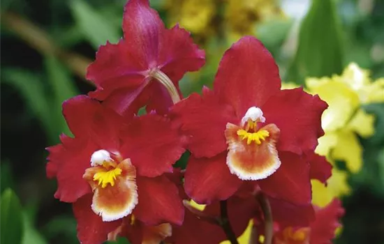 Cambria-Orchidee 'Nelly Isler'