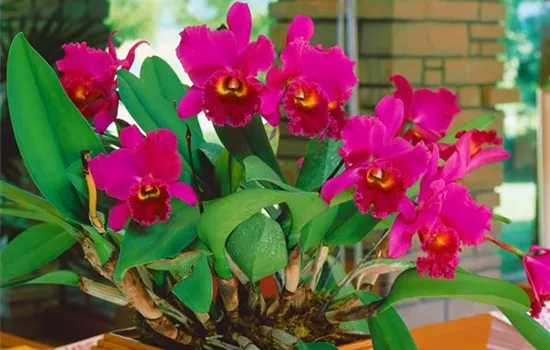 Cattleya Orchidee