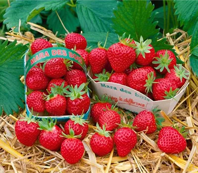 Erdbeere 'Mara des Bois'