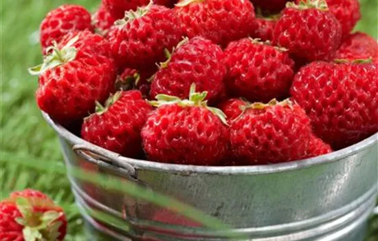 Erdbeere 'Framberry'®