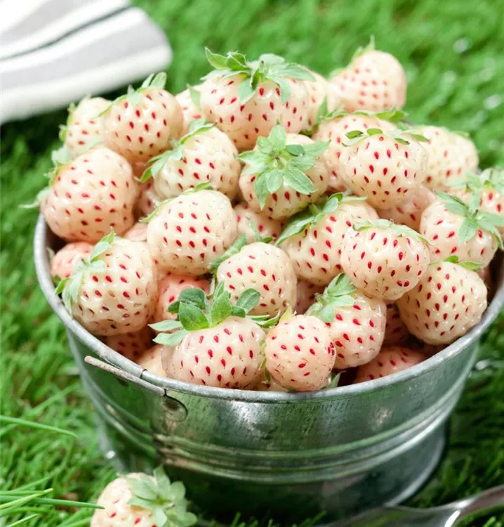 Erdbeere 'Pineberry'