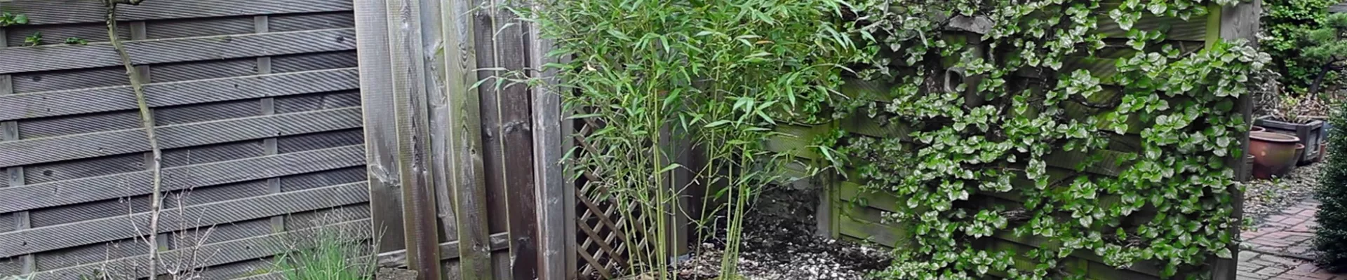 Bambus - Einpflanzen im Garten (thumbnail).jpg