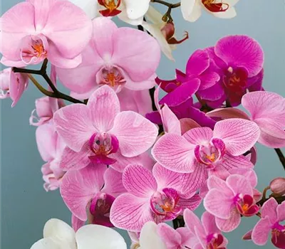Schmetterlingsorchidee 'Royal Sensation'®