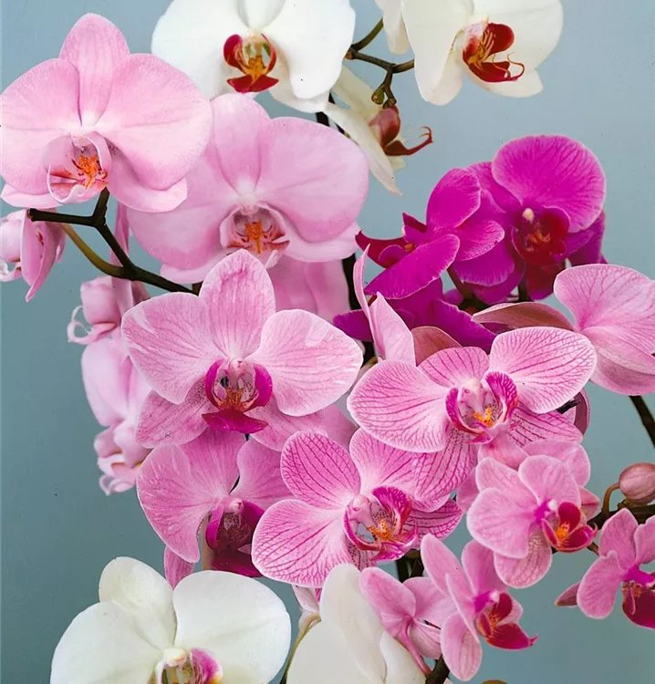 Schmetterlingsorchidee 'Royal Sensation'®