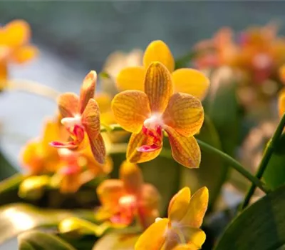 Schmetterlingsorchidee 'Solid Gold'