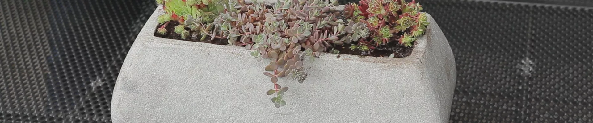 Steingartengewächse - Einpflanzen in ein Gefäß (thumbnail).jpg
