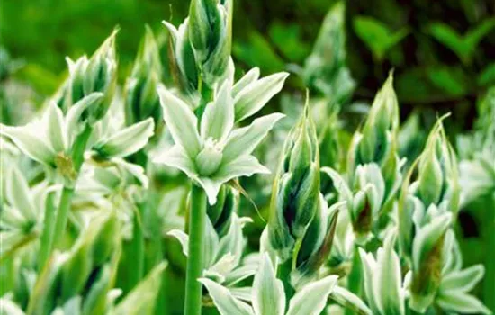 Ornithogalum