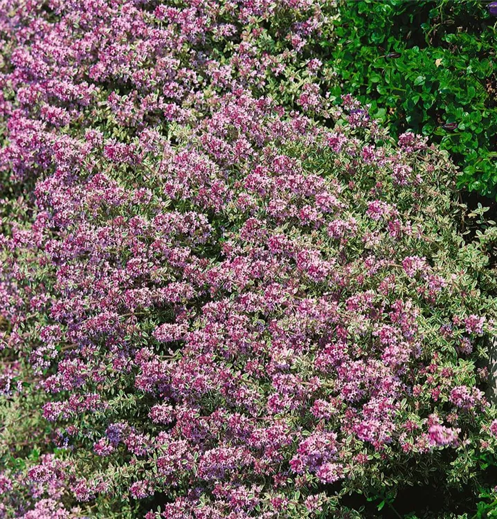 Weißrandiger Garten-Thymian 'Silver Queen'