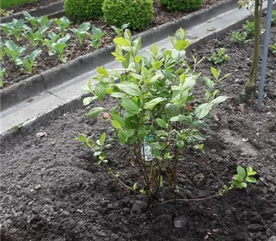 Apfelbeere - Einpflanzen im Garten