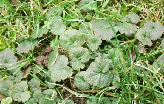 Unkrautbekämpfung im Garten