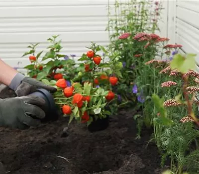 Physalis - Einpflanzen im Garten