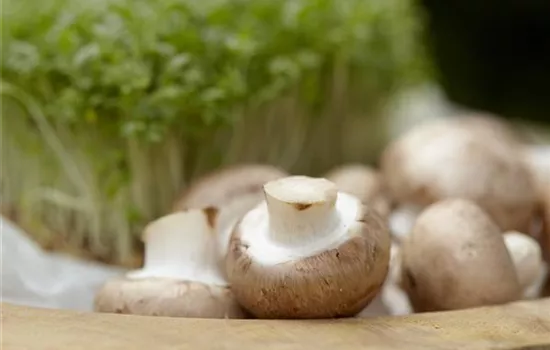 Champignons selber anbauen