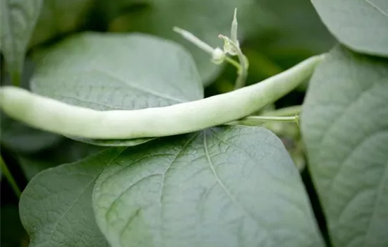 Leckere Buschbohnen im eigenen Garten säen