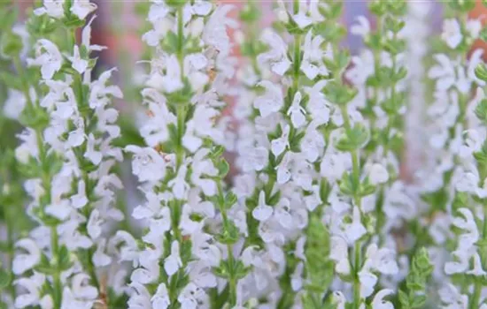 Steppensalbei - Einpflanzen im Garten