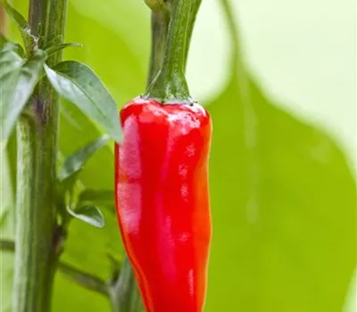 Roter Paprika