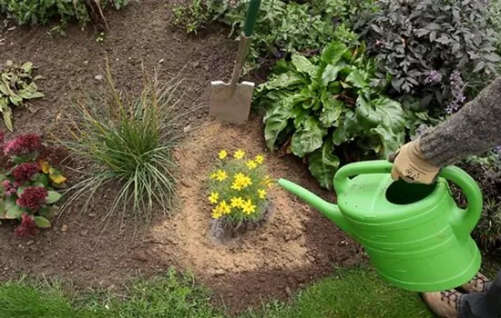 Mädchenauge - Einpflanzen im Garten