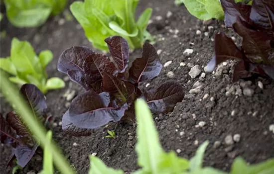 Gartensalat