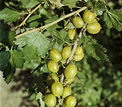 Stachelbeere 'Mucurines'