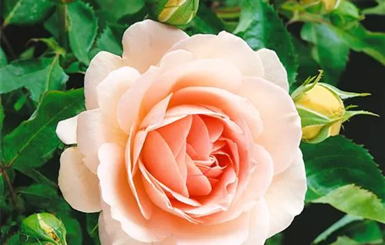 Strauchrose 'Clair Renaissance'®