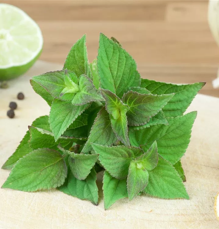 Mandarinen-Salbei 'Scarlet Tangerine'