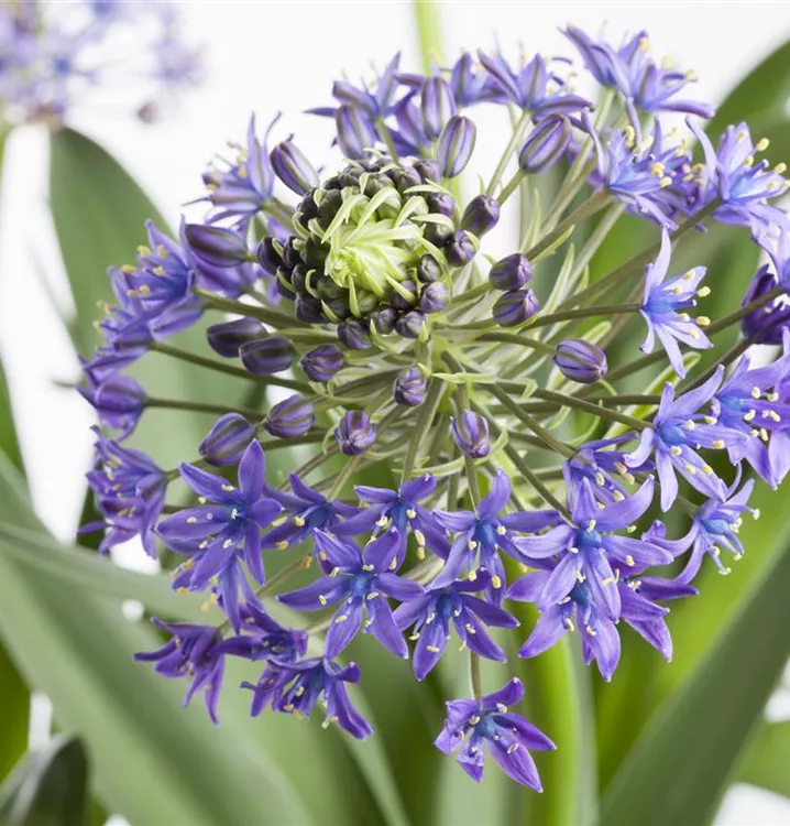 Peruanischer Blaustern