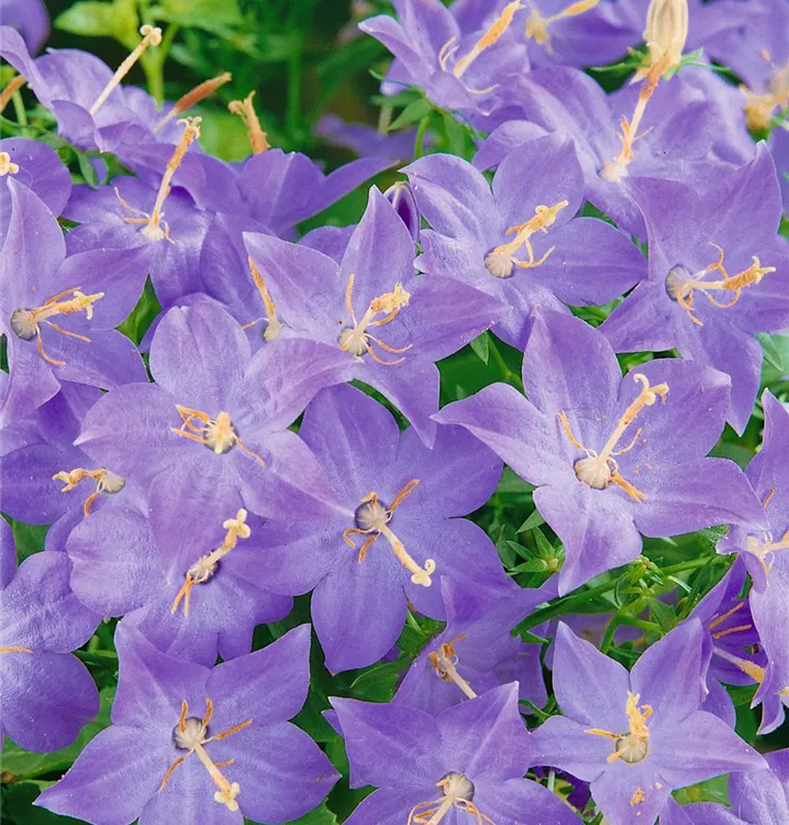 Stern-Glockenblume
