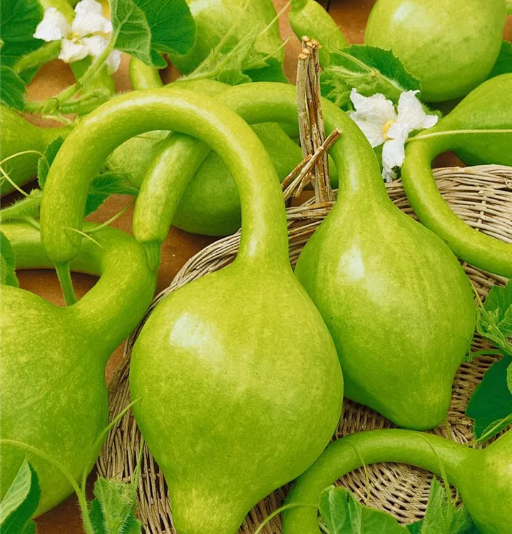 Flaschenkürbis