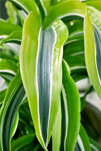 Dracaena fragrans 'Lemon Lime' - BAUHAUS E-Business GmbH & Co. KG