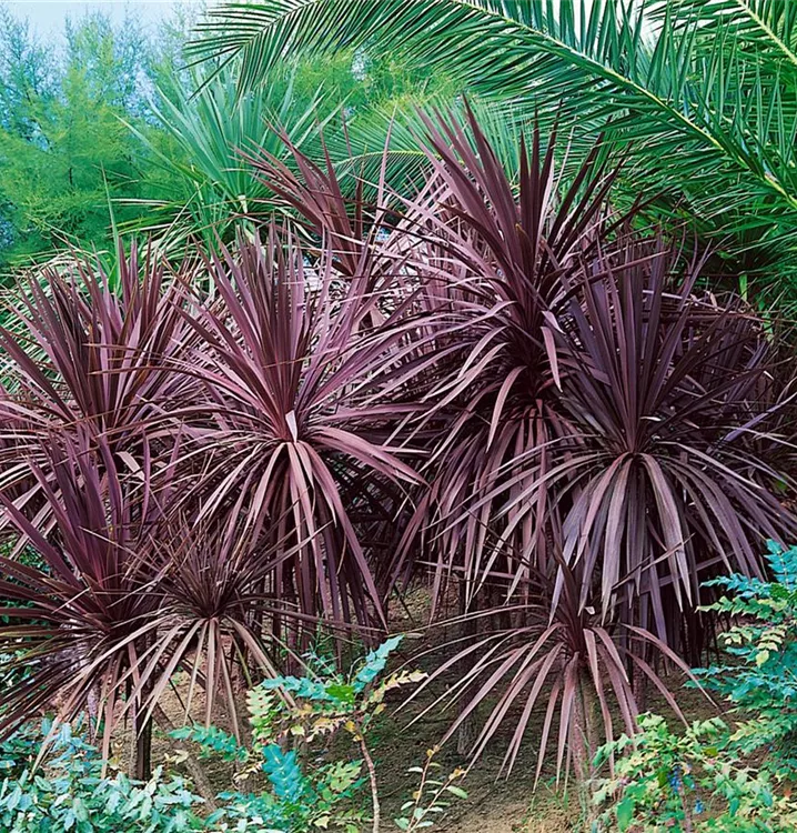 Drachenbaum