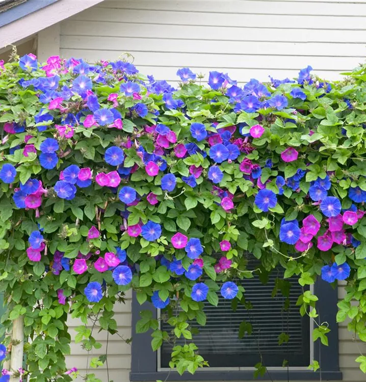 Bunte Gartenwinde