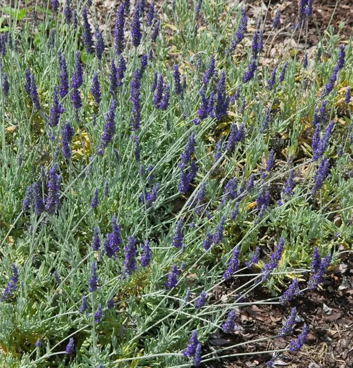 Lavendel