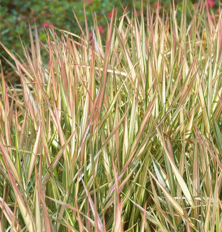 Garten-Rohr-Glanzgras 'Feesey'
