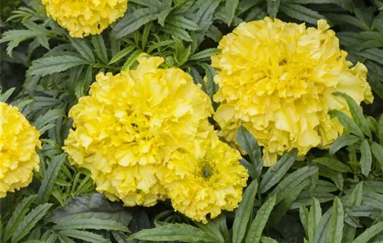 Aufrechte Studentenblume