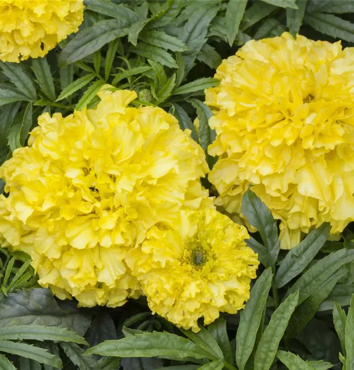 Aufrechte Studentenblume