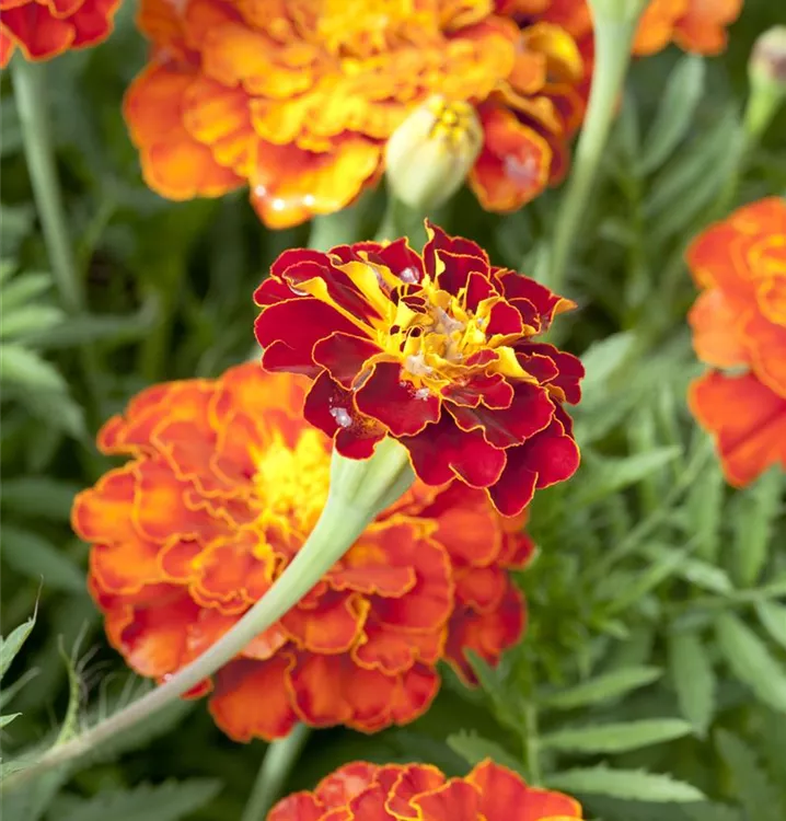 Niedrige Studentenblume