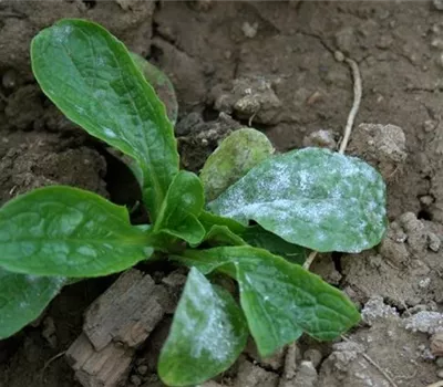 Echter Mehltau an Feldsalat