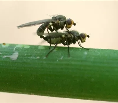 Lauchminierfliege
