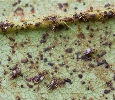 Rhododendronnetzwanze