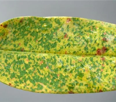 Rost an Johanniskraut