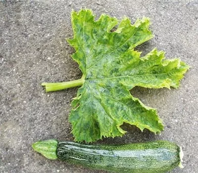 Virus bei Zucchini und Kürbis